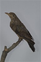 藏品(藍磯鶇)的圖片